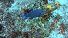 Acanthurus coeruleus