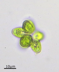 Coelastrum astroideum