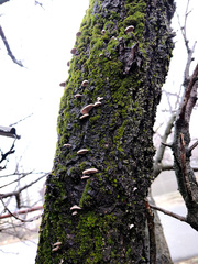 Schizophyllineae