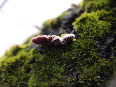 Schizophyllineae