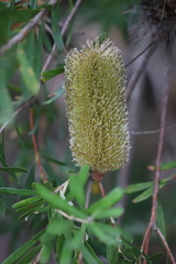 Banksia seminuda