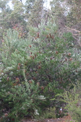 Banksia seminuda