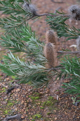 Banksia seminuda