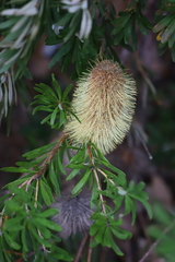 Banksia seminuda