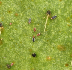 Hesperolabops gelastops