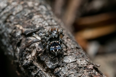 Maratus harrisi