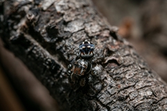 Maratus harrisi
