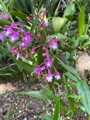 Epidendrum porphyreum