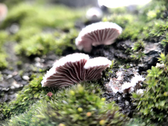 Schizophyllineae