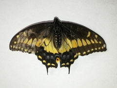 Papilio polyxenes americus
