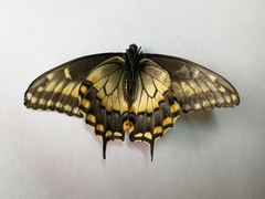 Papilio polyxenes americus