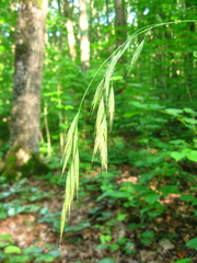 Bromus benekenii
