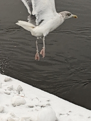 Larus argentatus