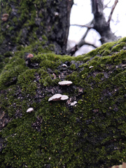 Schizophyllineae