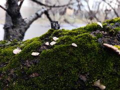 Schizophyllineae