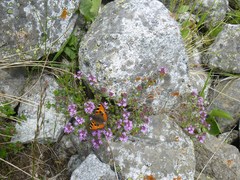 Thymus nummularius