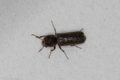 Amphicerus bicaudatus