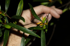 Persoonia iogyna