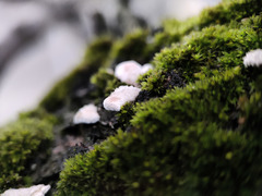Schizophyllineae
