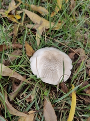 Agaricomycetes