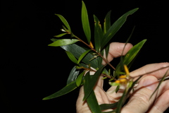 Persoonia iogyna