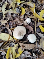 Agaricomycetes