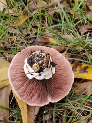 Agaricomycetes