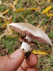 Agaricomycetes