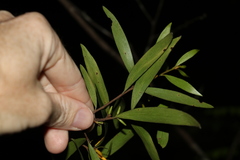 Persoonia iogyna