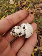 Agaricomycetes