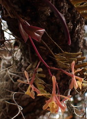 Epidendrum conopseum image
