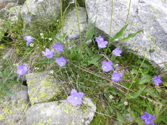 Campanula ciliata