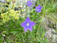 Campanula ciliata