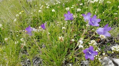 Campanula ciliata
