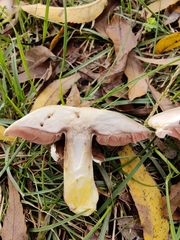 Agaricomycetes