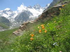 Papaver oreophilum