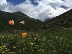 Papaver oreophilum