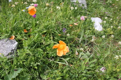 Papaver oreophilum