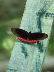Biblis hyperia nectanabis