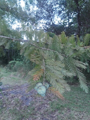 Taxodium distichum