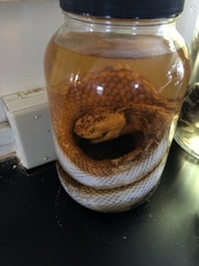 Pituophis melanoleucus