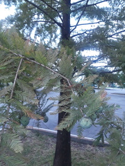 Taxodium distichum