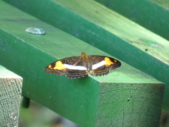Adelpha malea goyama