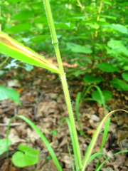 Bromus benekenii