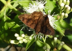 Nisoniades rubescens