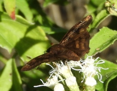 Nisoniades rubescens