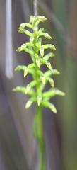Genoplesium pumilum
