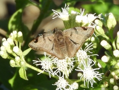 Arteurotia tractipennis