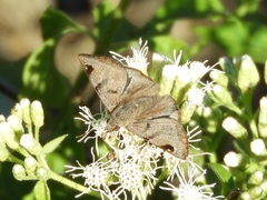 Arteurotia tractipennis