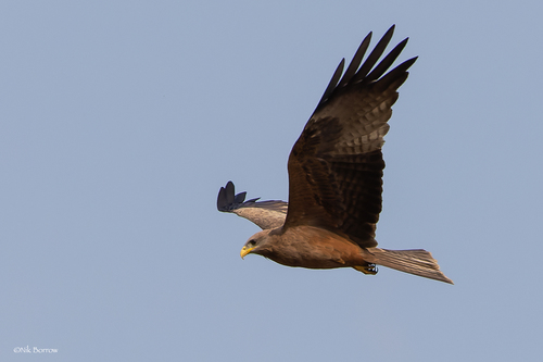 Yellow-billed Kite